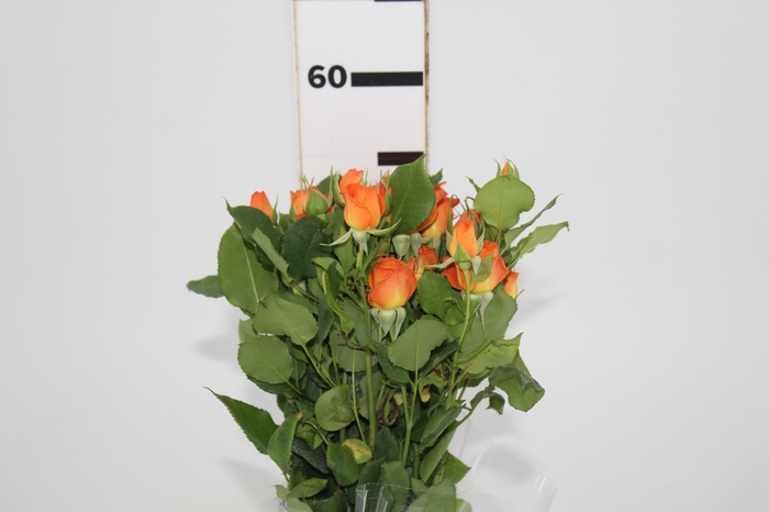 <h4>ROSA SPRAY BABE 060 CM</h4>