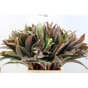 Cordyline Lang Cappucino