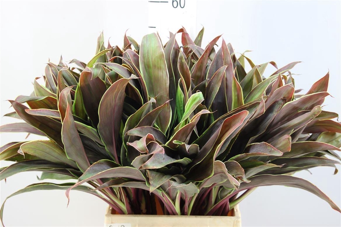 <h4>Cordyline Lang Cappucino</h4>