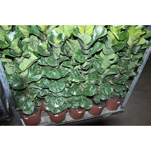 FICUS LYRATA BAMBINO P23 MIN 3 HT COMPACTO