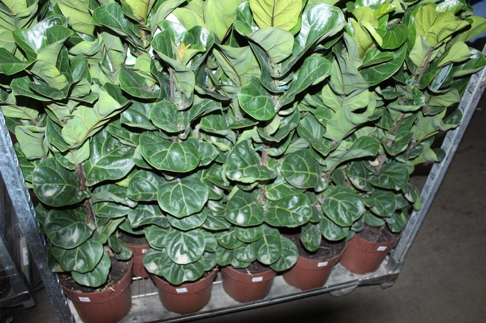 <h4>FICUS LYRATA BAMBINO P23 MIN 3 HT COMPACTO</h4>