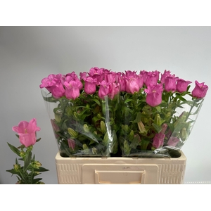 CAMP M CHAMPION ROSE