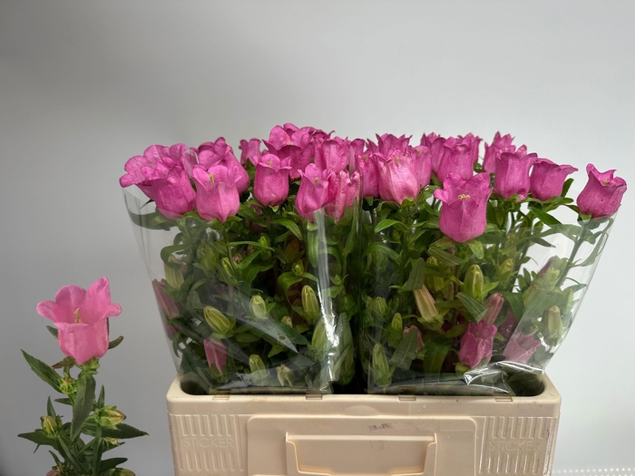 <h4>CAMP M CHAMPION ROSE</h4>