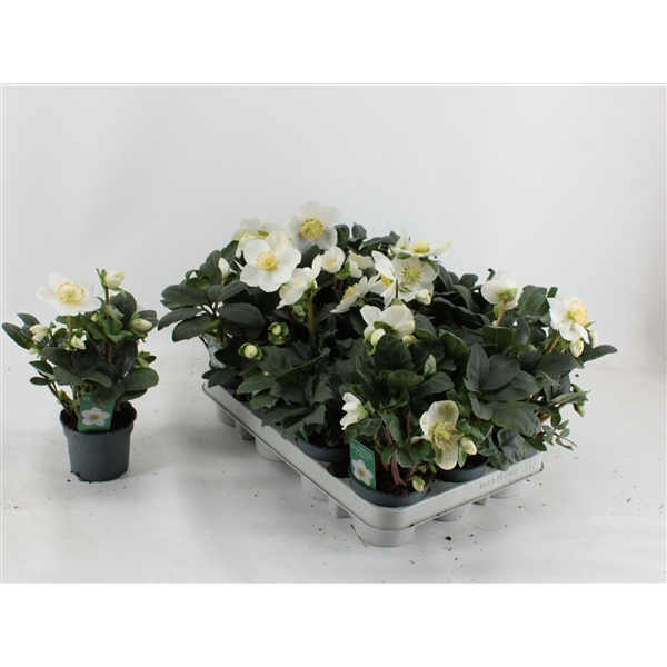 <h4>Helleborus Christmas Carol XL 9CM</h4>