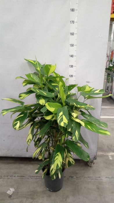 <h4>Ctenanthe pilosa 'Mosaic'</h4>