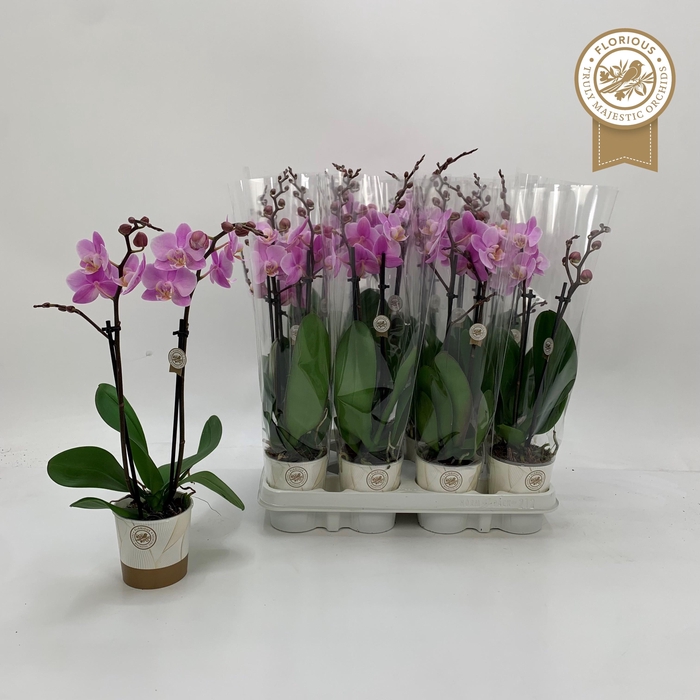 <h4>PHAL OV ROZE</h4>