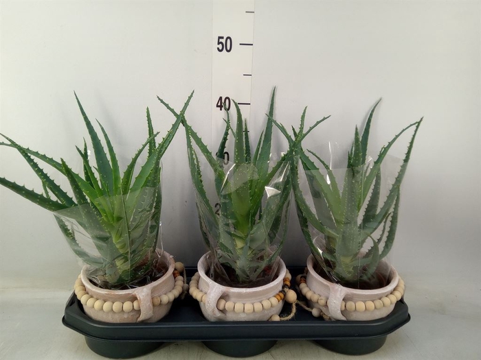 <h4>Aloe arborescens</h4>