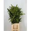 Buxus Per Bos