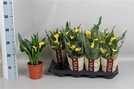 <h4>Zant Sunclub 3-4+</h4>