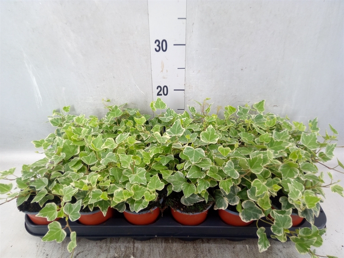 Hedera helix 'White Wonder'