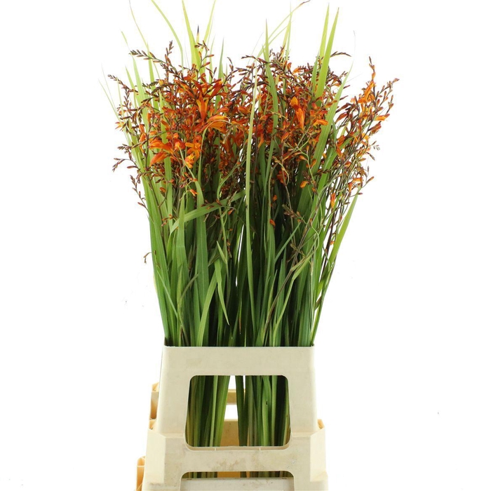 <h4>Crocosmia Red King</h4>