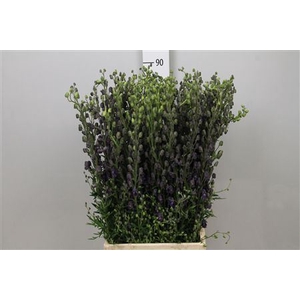 Aconitum napellus subsp. pyramid
