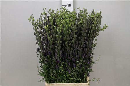 <h4>Aconitum napellus subsp. pyramid</h4>