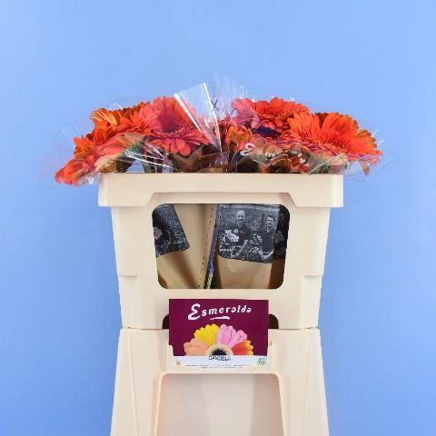 <h4>GE GR CANDELA</h4>