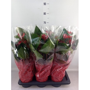 Anthurium  'Deco Red'