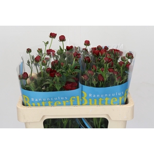 Ranunculus Butterfly Hades