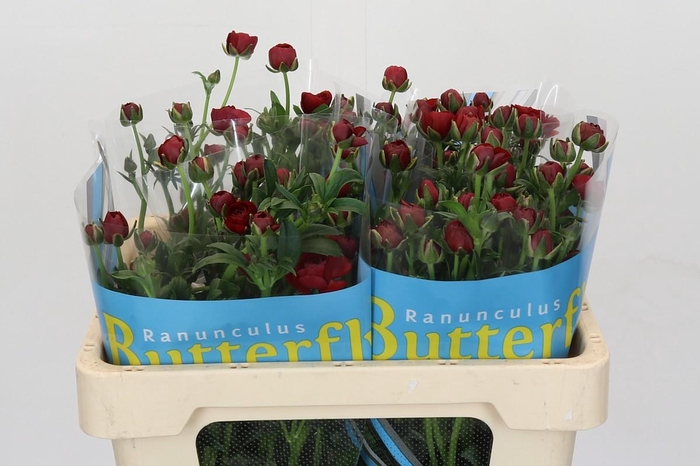<h4>Ranunculus Butterfly Hades</h4>