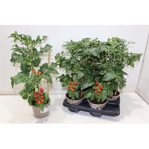 Tomatenplanten