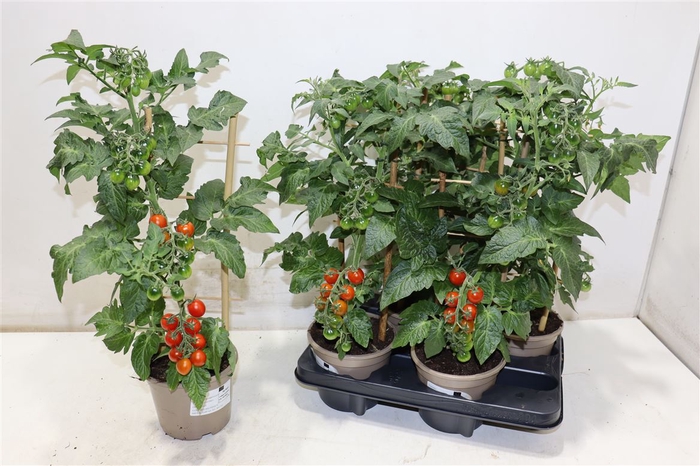 <h4>Tomatenplanten</h4>