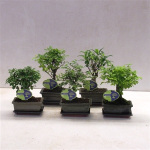 Bonsai mix, indoor, 15 cm., broom, with drip tray