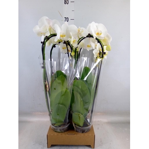 Phalaenopsis  'Elegant Cascade'