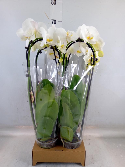 <h4>Phalaenopsis  'Elegant Cascade'</h4>