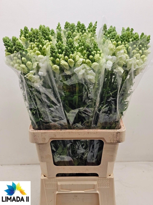 <h4>ANTIR POTO WHITE</h4>