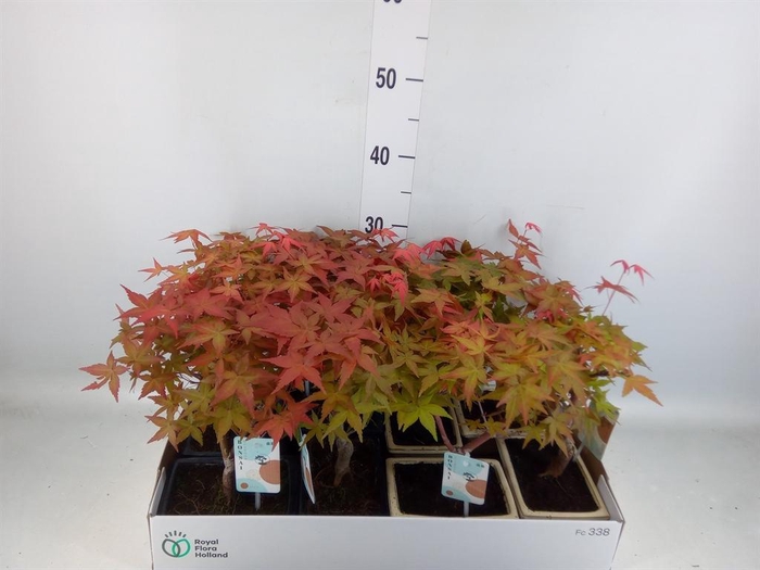 <h4>Bonsai   ...</h4>