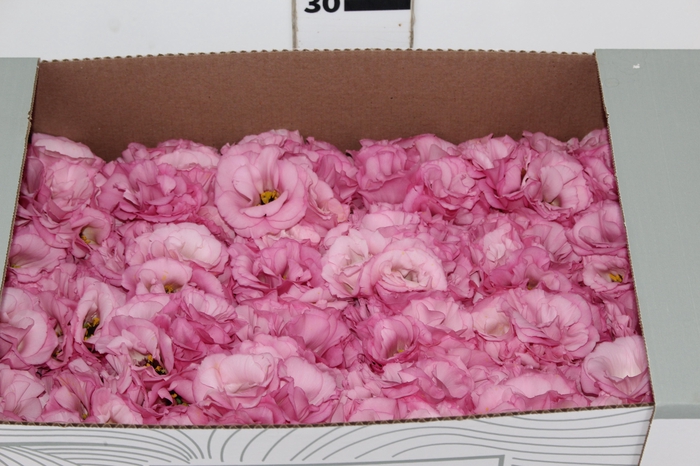 <h4>LISIANTHUS FLOR ROSA</h4>
