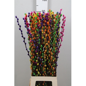 Salix Klb Rainbow Mix
