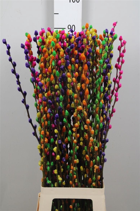 <h4>Salix Klb Rainbow Mix</h4>