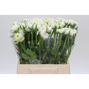 Ranunculus Charm White