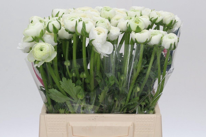 <h4>Ranunculus Charm White</h4>