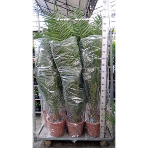 Phoenix canariensis