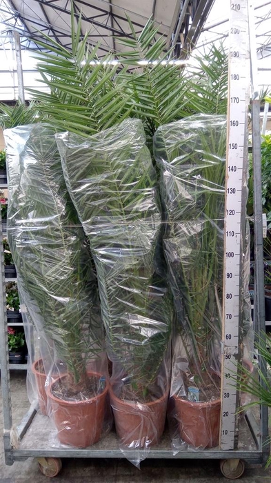 <h4>Phoenix canariensis</h4>