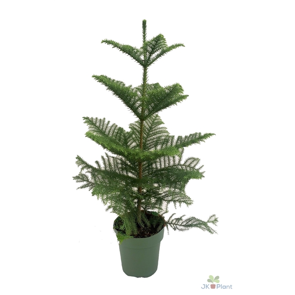 <h4>Araucaria</h4>