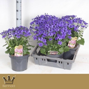 PERI C SEN DEEP BLUE