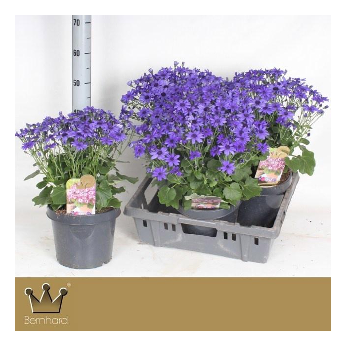 <h4>PERI C SEN DEEP BLUE</h4>