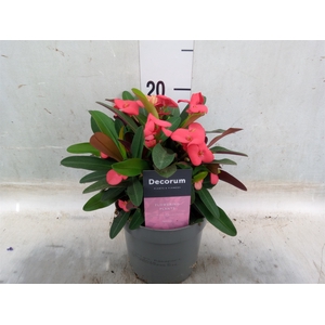 Euphorbia milii 'Maxi Olympia'