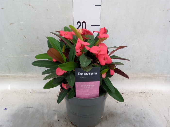 <h4>Euphorbia milii 'Maxi Olympia'</h4>