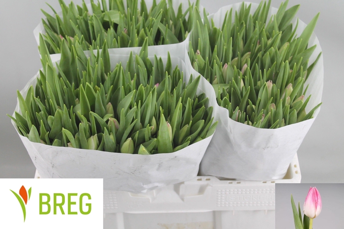 <h4>TU EN FIRST CLASS</h4>