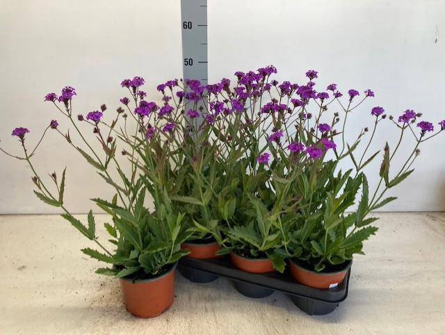 VERBENA RIGIDA P17