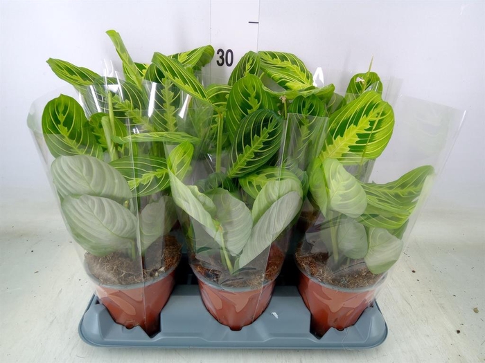 <h4>Maranta leuc.   ...</h4>