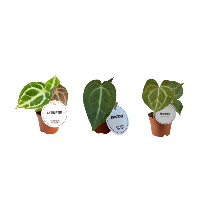 <h4>Anthurium blad</h4>