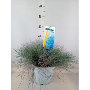 Festuca glauca 'Intens Blue'