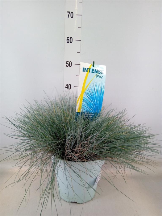 <h4>Festuca glauca 'Intens Blue'</h4>