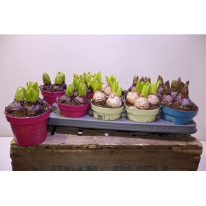 arr8 Hyacin Gem 3 Kl