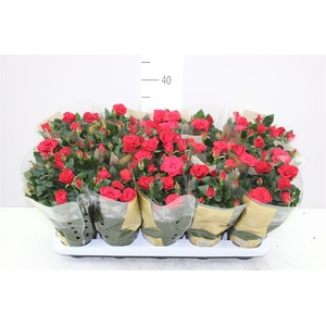 Rosa Kordana Mercedes