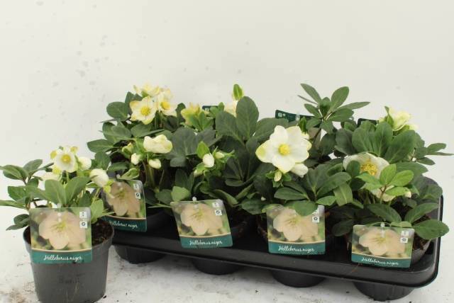 <h4>HELL NI ADVENT STAR</h4>