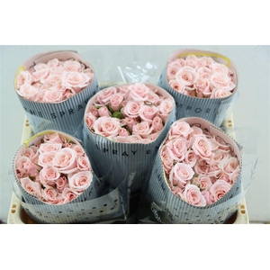 R Tr Pink Majolica (t)